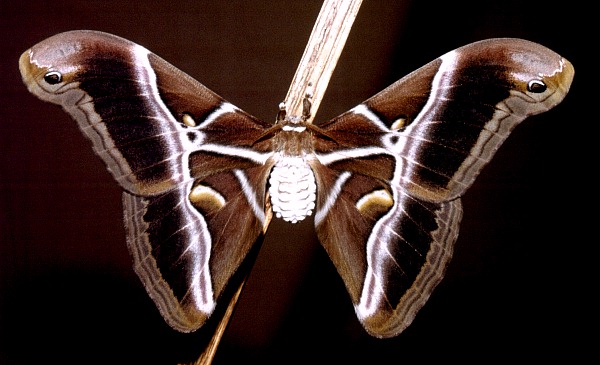 Male Samia cynthia ricini, Slovenia. Photo: © Tony Pittaway.