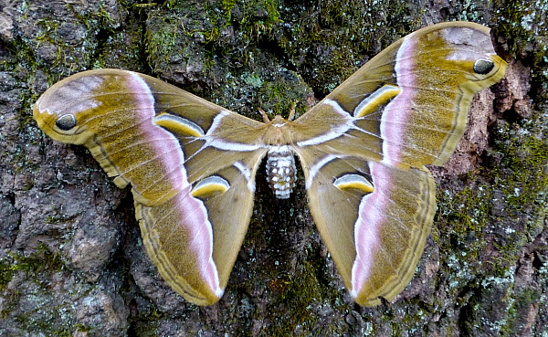 Female Samia cynthia cynthia, West Tianmu Shan (near Lin'an), Zhejiang, China, 14.ix.2016. Photo: © Tony Pittaway.