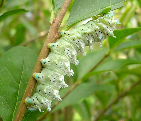 Full-grown larva of Samia cynthia cynthia, Italy. Photo: © Tony Pittaway.