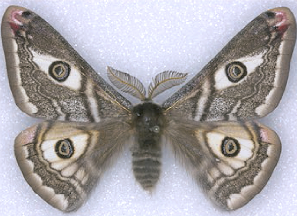 Male Saturnia josephinae (pale form), Mazagón area, Andalucia, Spain. Photo: © Werner Bruer.