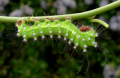 Fourth instar larva of Saturnia pyri, Italy. Photo: © Tony Pittaway.