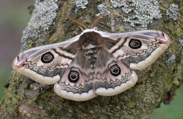 Male Saturnia spini, Bulgaria (Sandanski) x Macedonia (Veles). Photo: © Hynek Habal.