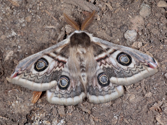 Male Saturnia spini, Saratov/Volgograd area, southern Russia. Photo: © A. Zagorinsky.