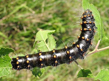 Full-grown larva of Saturnia spini, Volgograd area, Russia, 10.VI.2007. Photo: © V. Schelokov.