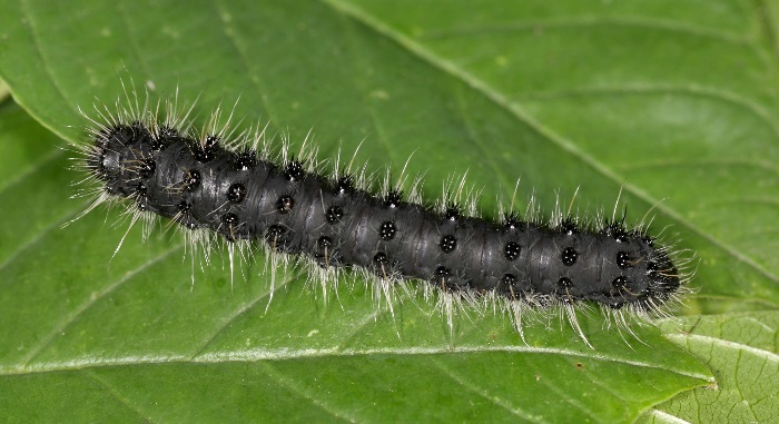 Fourth instar larva of Saturnia spini, Saratov/Volgograd area, southern Russia. Photo: © A. Zagorinsky.