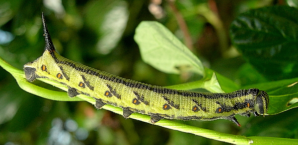 Fourth instar larva of Agrius convolvuli (green form), France. Photo: © Tony Pittaway.
