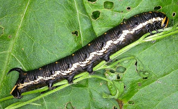 Full-grown larva of Agrius convolvuli (dark form), France. Photo: Mark Boddington.