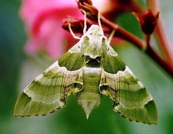 Female Akbesia davidi, Turkey. Photo: © Martin Geck.