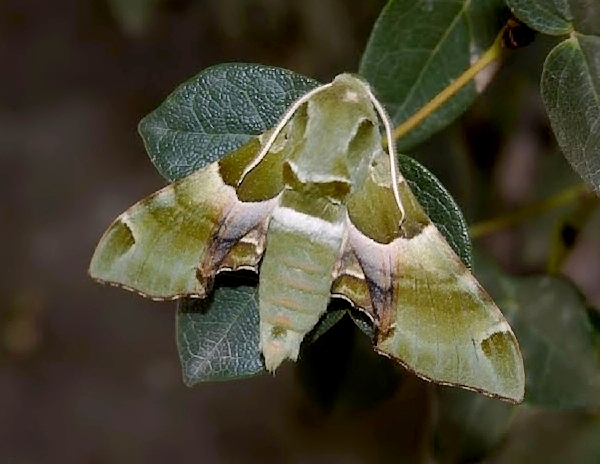 Male Akbesia davidi, Aygedzor (near Megri), Meghri river valley, Armenia, 4.vi.2014. Photo: © Roman Zamorski.