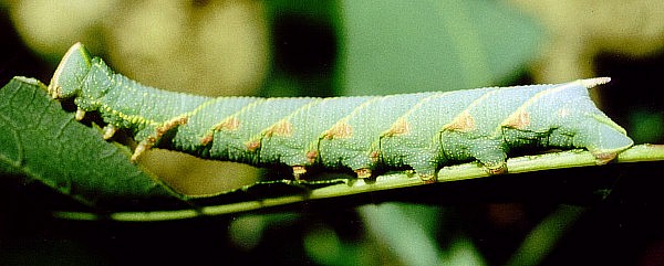 Blotched larval form of Akbesia davidi, Turkey. Photo: © Martin Geck.