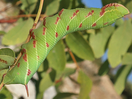 Fifth-instar larva of Akbesia davidi on Pistacia terebinthus, Silifke, Mersin Province, Turkey, 12.ix.2021. Photo: © Vyacheslav Ivonin & Yanina Ivonina