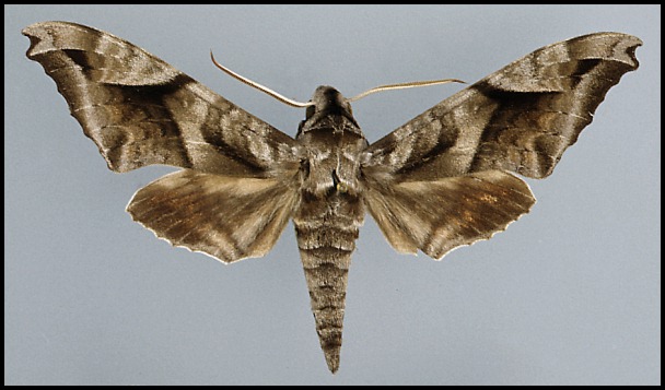 Male Acosmeryx naga naga, Tigrovaja Balka Reserve, Tajikistan.