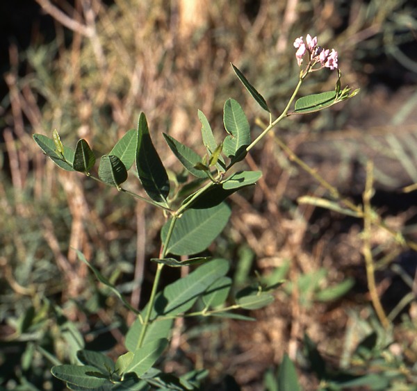 Apocynum venetum, hostplant of Hyles chamyla, Turpan area, Xinjiang, China. Photo: © Tony Pittaway.