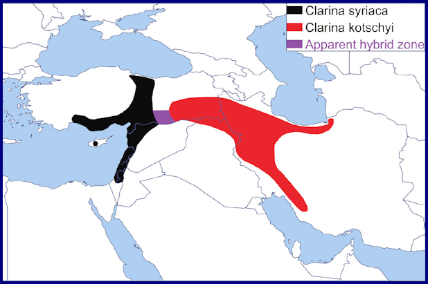 Global distribution of Clarina syriaca. Map: © Aristophanous, Pittaway & Aristophanous, 2022.