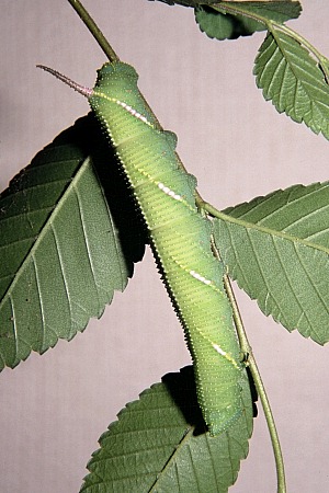 Final instar larva of Callambulyx tatarinovii tatarinovii, Beijing, China. Photo: © Tony Pittaway.
