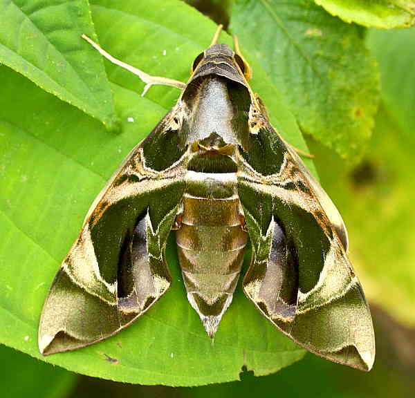 Female Daphnis hypothous crameri, Phu Phan, Laos, 1980m. Photo: © Jean Haxaire.