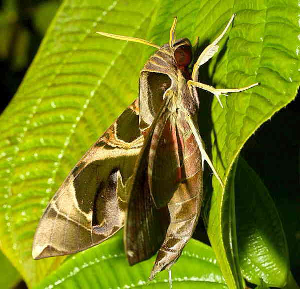 Male Daphnis hypothous crameri, Phu Phan, Laos, 1980m. Photo: © Jean Haxaire.