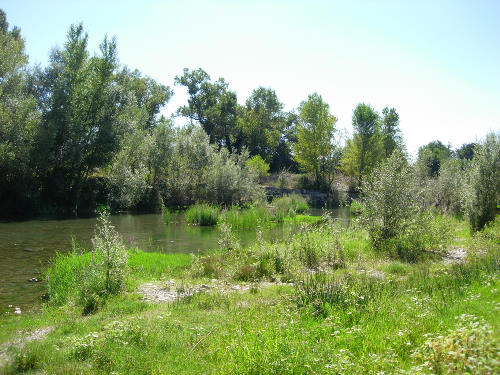 Typical riverine habitat of Deilephila elpenor elpenor, Catalonia, Spain. Photo: © Ben Trott