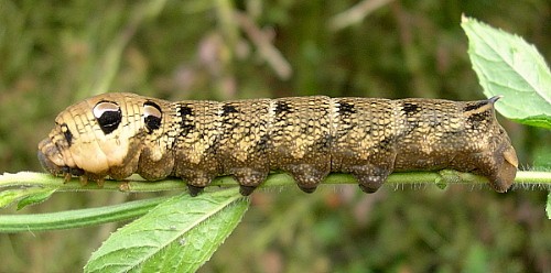 Final instar brown larval form of Deilephila elpenor elpenor, Oxfordshire, England. Photo: © Tony Pittaway.