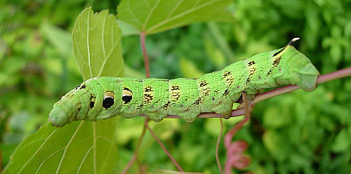 Final instar green larval form of Deilephila elpenor elpenor, Catalonia, Spain. Photo: © Ben Trott.