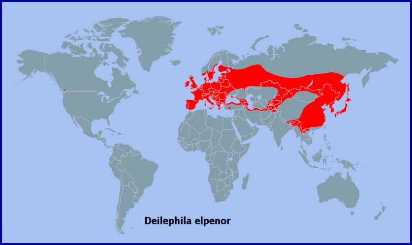 Global distribution of Deilephila elpenor. Map: © Tony Pittaway.