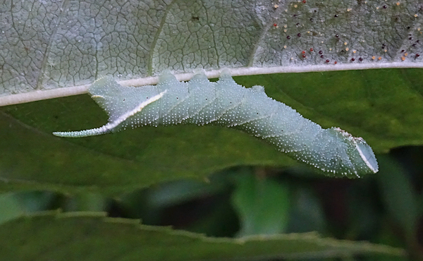 Fourth instar larva (bluish-grey form) of Dolbina grisea on Fraxinus, ex Phandar, Gilgit-Baltistan, Pakistan, 2500m, bred 2022, leg. Serge Yevdoshenko. Photo: © Tony Pittaway.