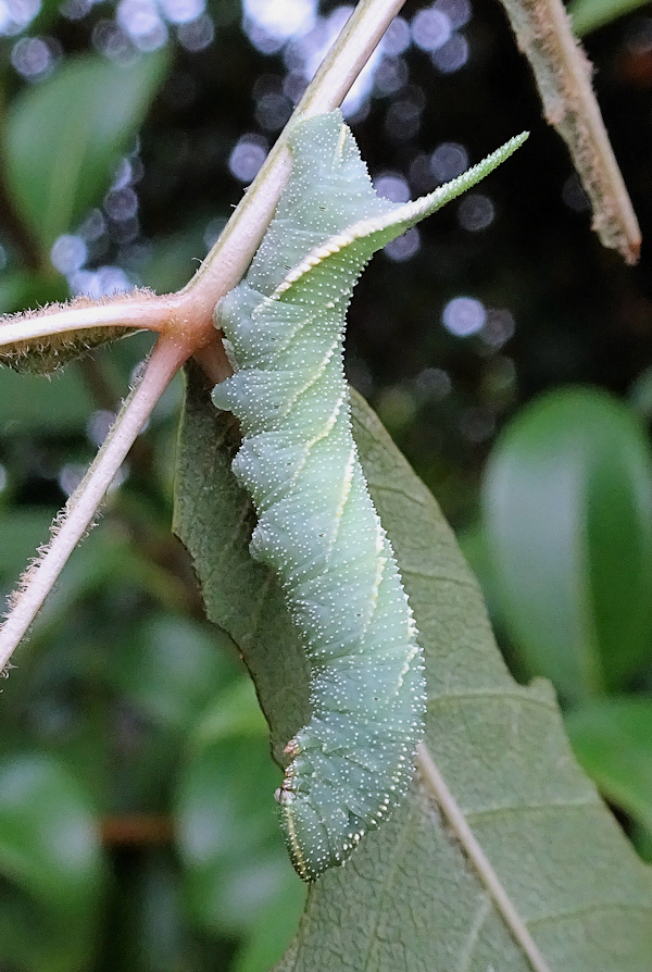 Fourth instar larva (bluish-grey form) of Dolbina grisea on Fraxinus, ex Phandar, Gilgit-Baltistan, Pakistan, 2500m, bred 2022, leg. Serge Yevdoshenko. Photo: © Tony Pittaway.