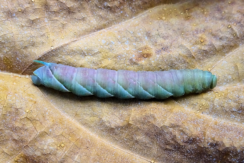 Pre-pupation larva (bluish-grey form) of Dolbina grisea, ex Phandar, Gilgit-Baltistan, Pakistan, 2500m, bred 2022, leg. Serge Yevdoshenko. Photo: © Tony Pittaway.