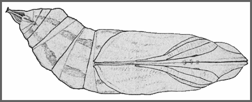 Pupa of Daphnis hypothous crameri. Image: Mell, 1922b