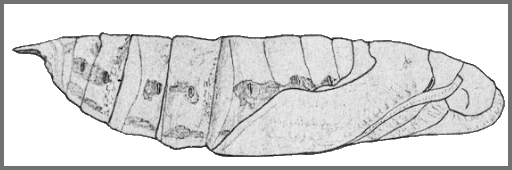 Pupa of Daphnis hypothous crameri. Image: Mell, 1922b