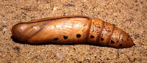 Pupa of Daphnis nerii, Hofuf, eastern Saudi Arabia. Photo: © Tony Pittaway.