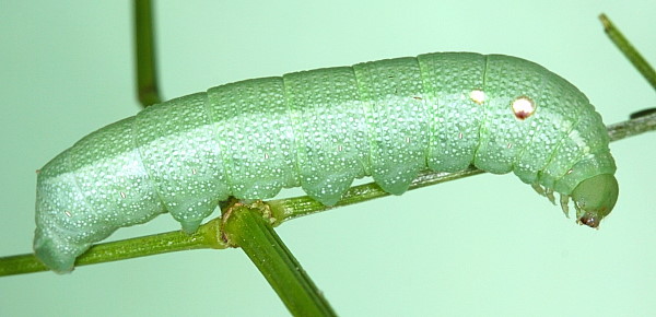 Fourth instar larva of Deilephila porcellus (green form), Laplume, France. Photo: © Jean Haxaire.