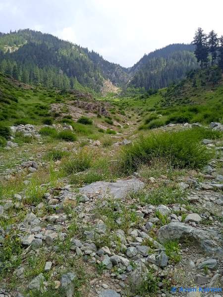 Typical habitat of Deilephila rivularis, Utror, Swat Valley, Khyber Pakhtunkhwa, Pakistan. Photo: © Azan Karam.