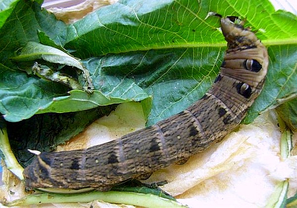 Full-grown larva of Deilephila rivularis, Himachal Pradesh, India. Photo: © Robert Tanner.