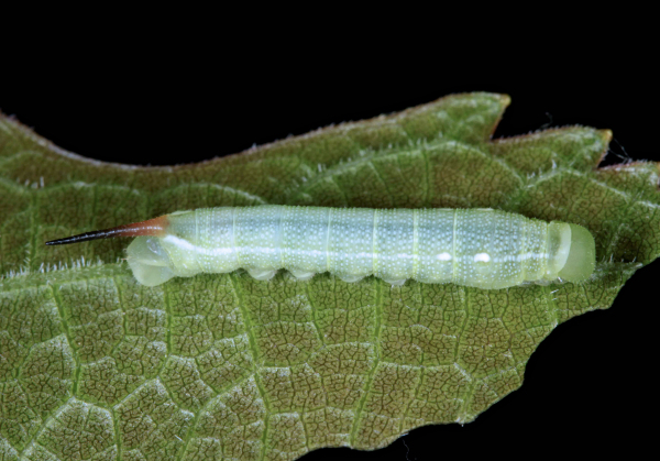 Third instar larva of Deilephila rivularis, Gilgit-Baltistan, Pakistan, bred 2018/19. Photo: © Jean Haxaire.