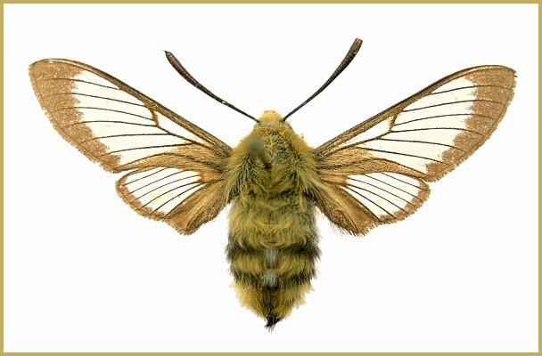 Adult Hemaris alaiana, Alayskiy Khrebat, western Tian Shan, Tajikistan. Photo: © Tony Pittaway, NHMUK.