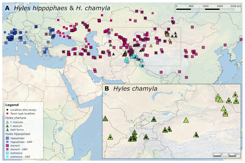 Global distribution of Hyles hippophaes hippophaes. Map: © Eduardo Marabuto.