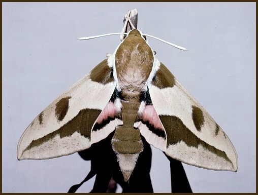 Female Hyles nicaea castissima, Algeria. Photo: © Tony Pittaway.