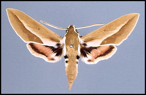 Male Hyles chamyla, Hami/Kumul, Xinjiang, China. SYNTYPE.