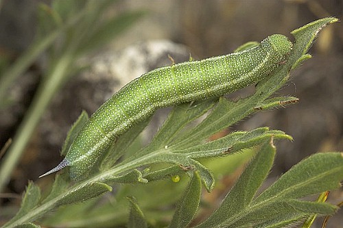Final instar larva of Hemaris croatica croatica (green form), Tarkhankut, Crimea, Ukraine. Photo: © Nickolai Ivshin.