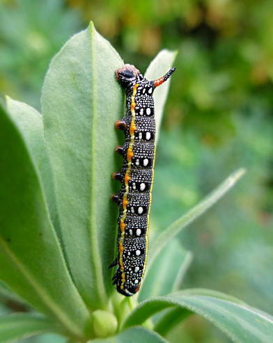 Third instar larva of Hyles dahlii, Irgoli, Nuoro Province, Sardinia. Photo: © Tony Pittaway.
