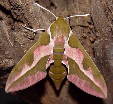 Female Hyles euphorbiae euphorbiae, near Setúbal, Portugal. Photo: © Eduardo Marabuto.