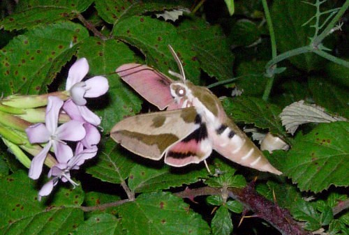 Adult Hyles euphorbiae euphorbiae feeding from soapwort (Saponaria), Catalonia, Spain. Photo: © Ben Trott.