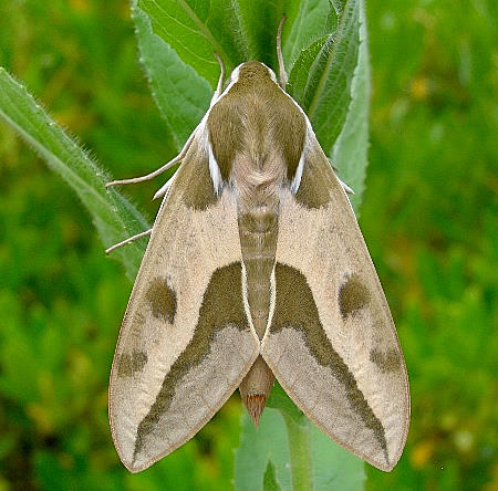 Female Hyles euphorbiae euphorbiae, Madzharovo, Bulgaria. Photo: © Tony Pittaway.