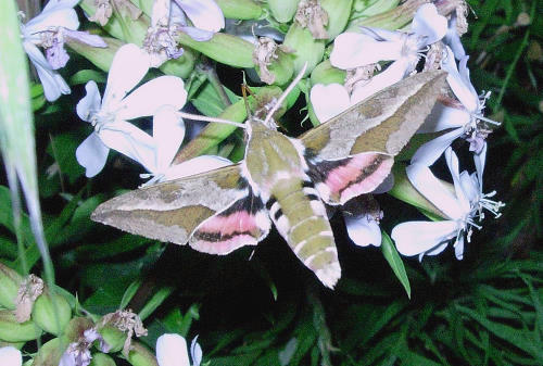 Adult Hyles euphorbiae euphorbiae feeding from soapwort (Saponaria), Catalonia, Spain. Photo: © Ben Trott.