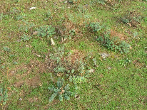 Hostplants (Euphorbia) of Hyles euphorbiae euphorbiae, Madzharovo, Bulgaria. Photo: © Tony Pittaway.