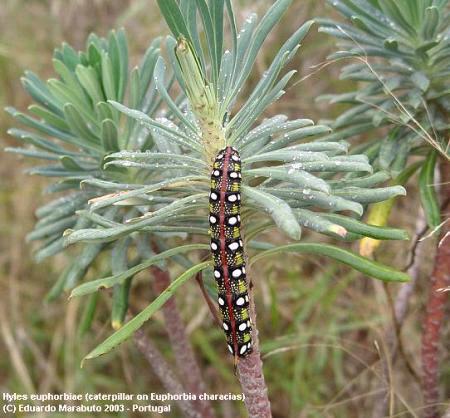 Full-grown larva of Hyles euphorbiae euphorbiae, near Setúbal, Portugal. Photo: © Eduardo Marabuto.