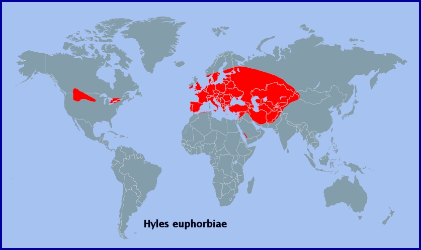 Global distribution of Hyles euphorbiae. Map: © Tony Pittaway.