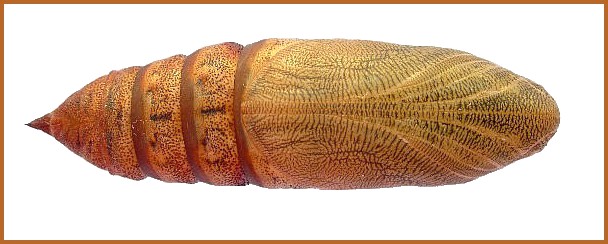 Pupa of Hyles euphorbiae euphorbiae (ventral view), Madzharovo, Bulgaria. Photo: © Tony Pittaway.