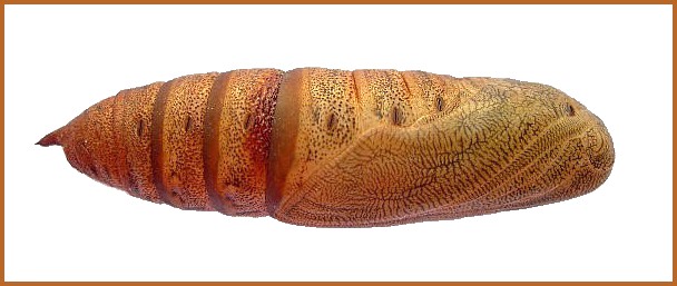 Pupa of Hyles euphorbiae euphorbiae (lateral view), Madzharovo, Bulgaria. Photo: © Tony Pittaway.